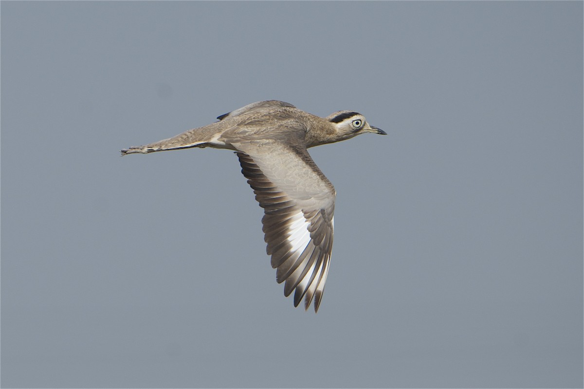 Peruvian Thick-knee - ML27928131