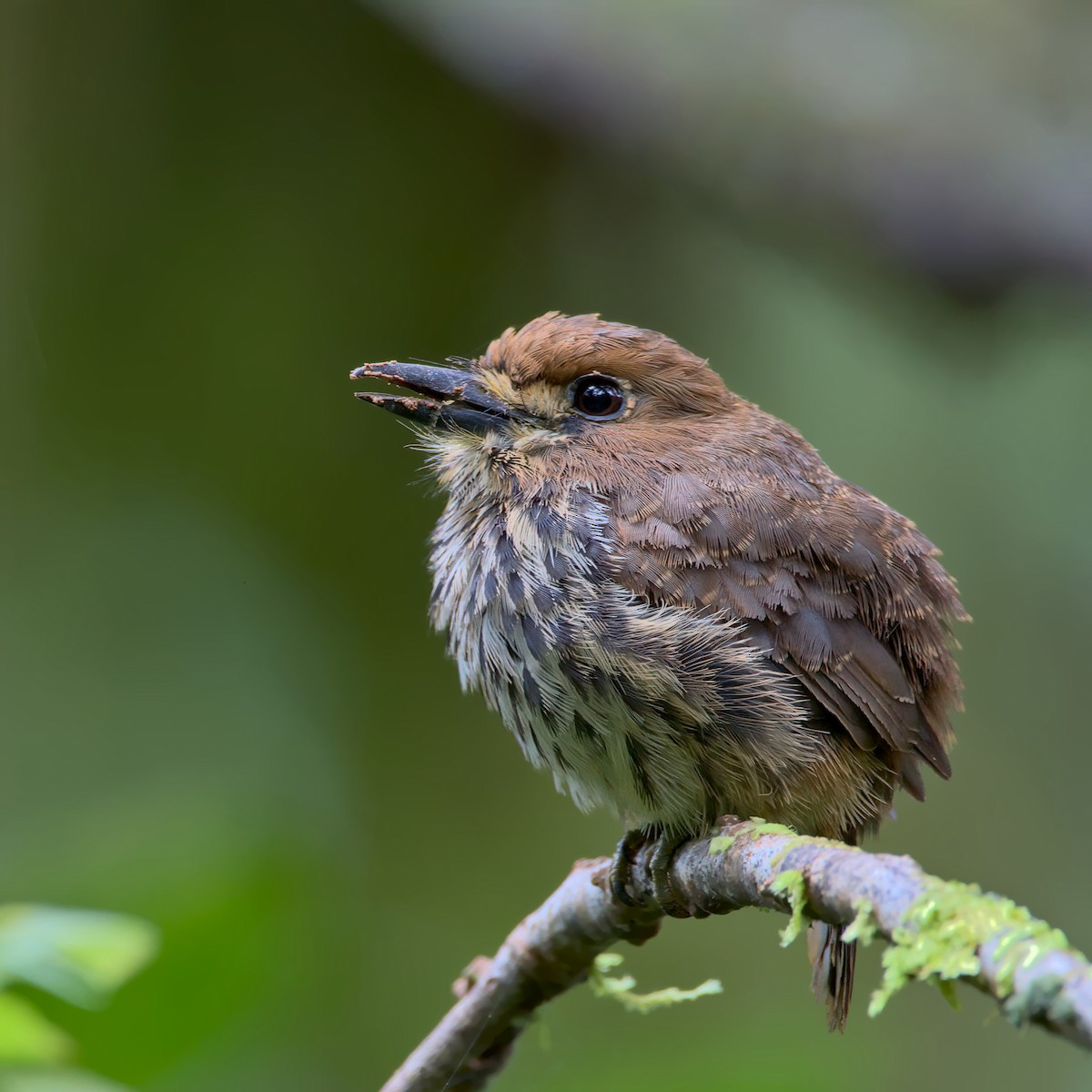 Lanceolated Monklet - ML279284891
