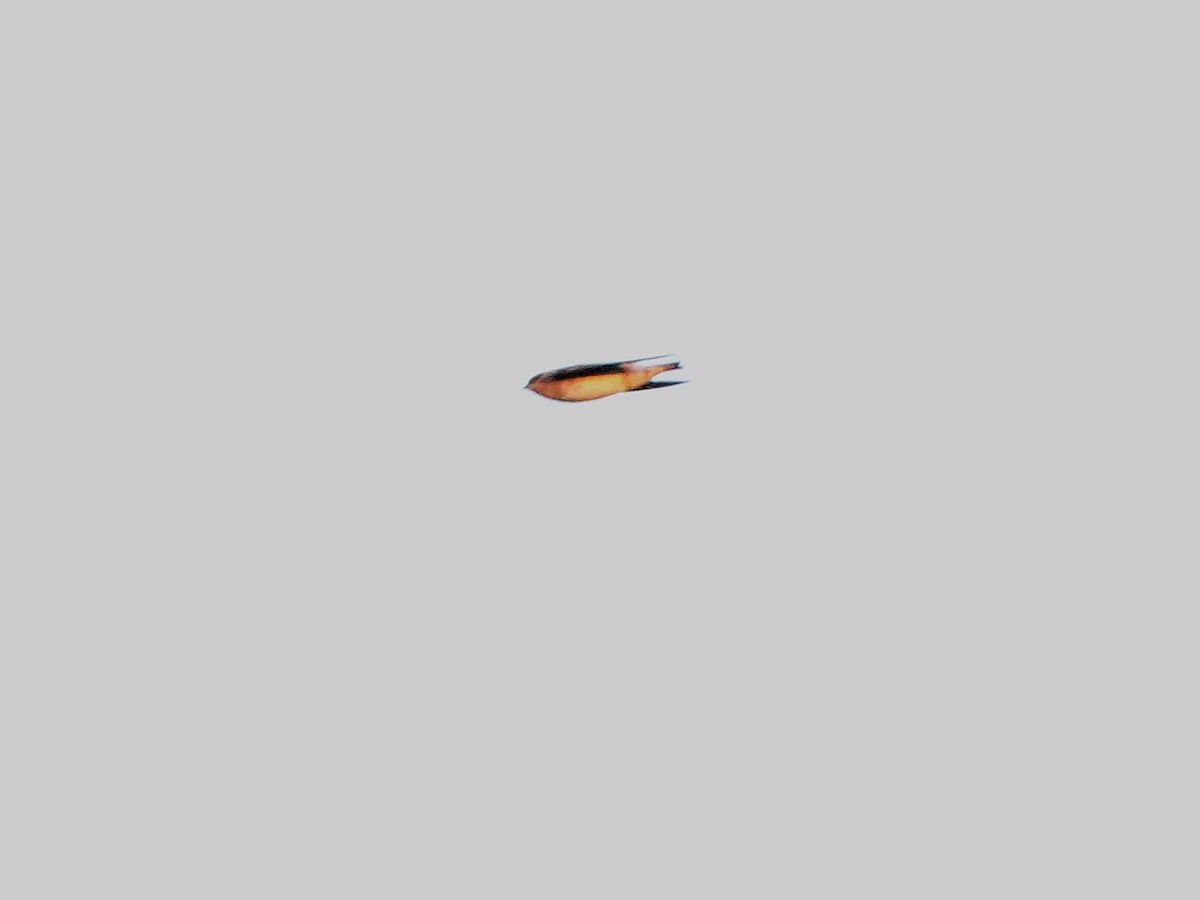 セスジツバメ - ML279285291