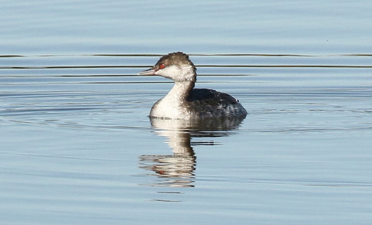 Horned Grebe - Kathleen Keef