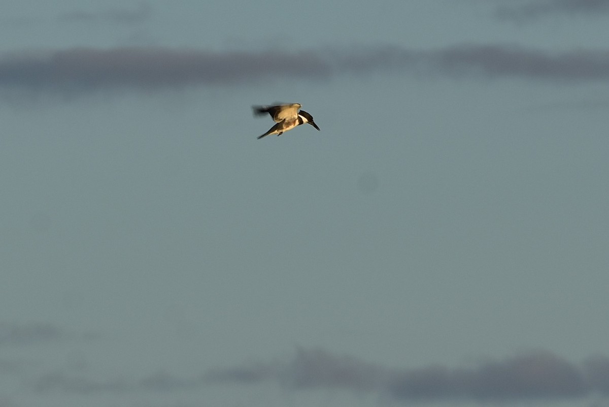 Belted Kingfisher - Mandrake Sumners