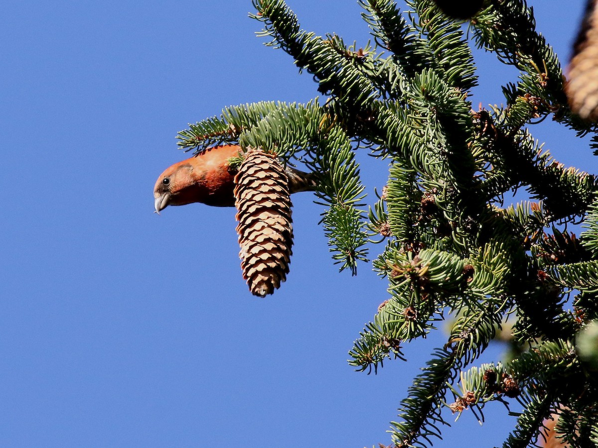 Red Crossbill (Northeastern or type 12) - ML279288651