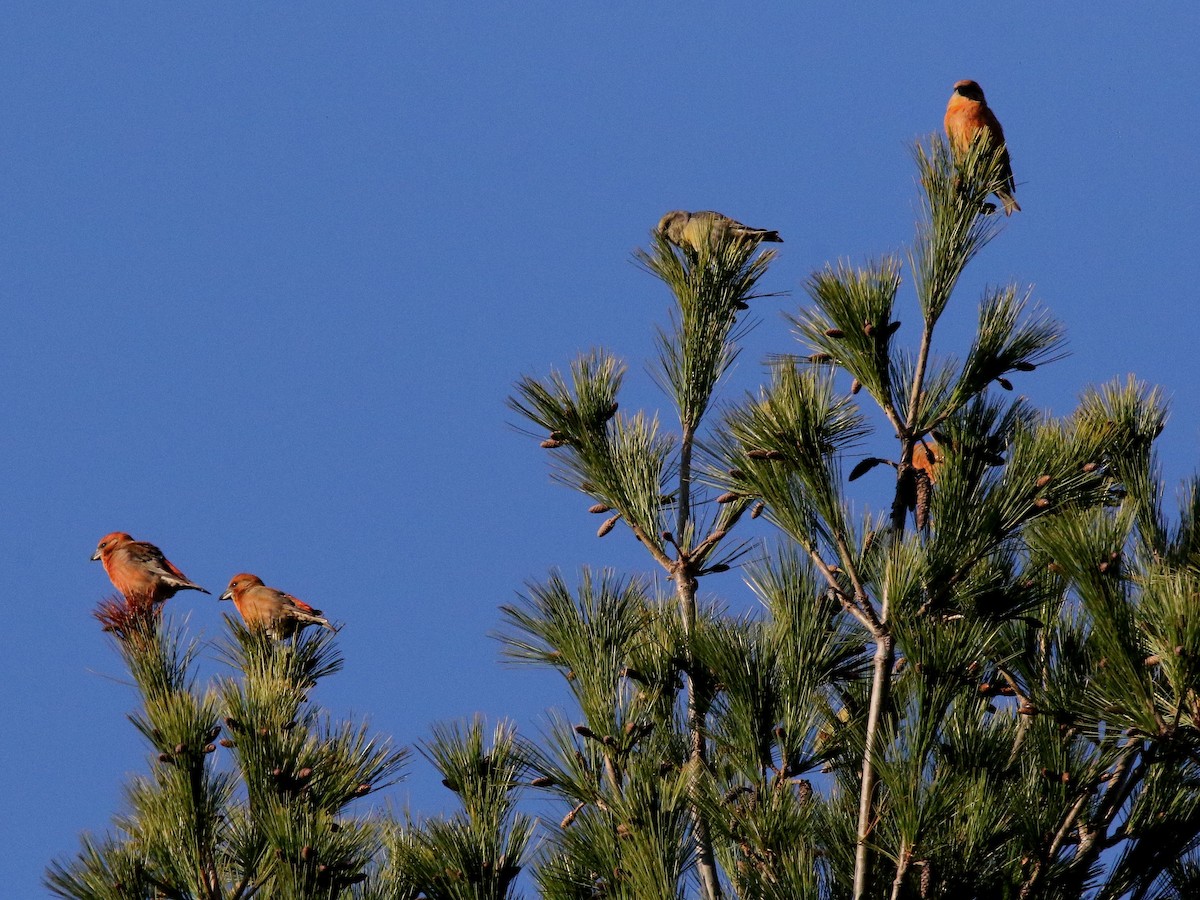 Red Crossbill (Northeastern or type 12) - ML279288671