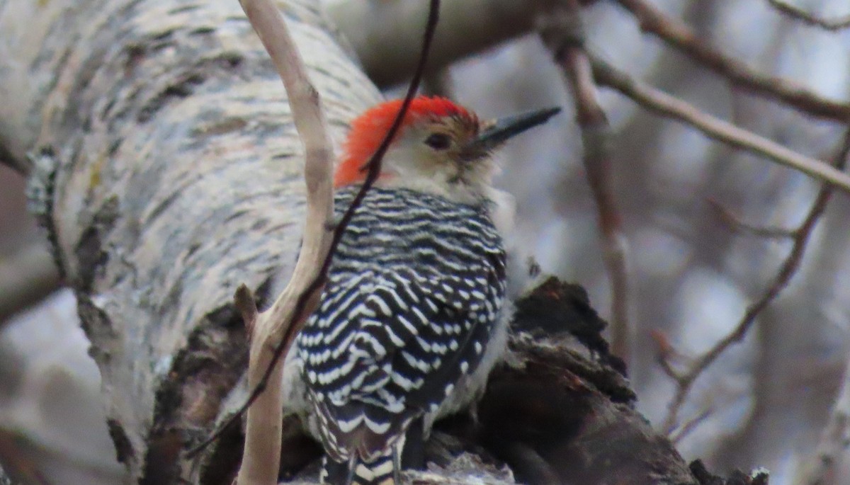 Red-bellied Woodpecker - ML279290121