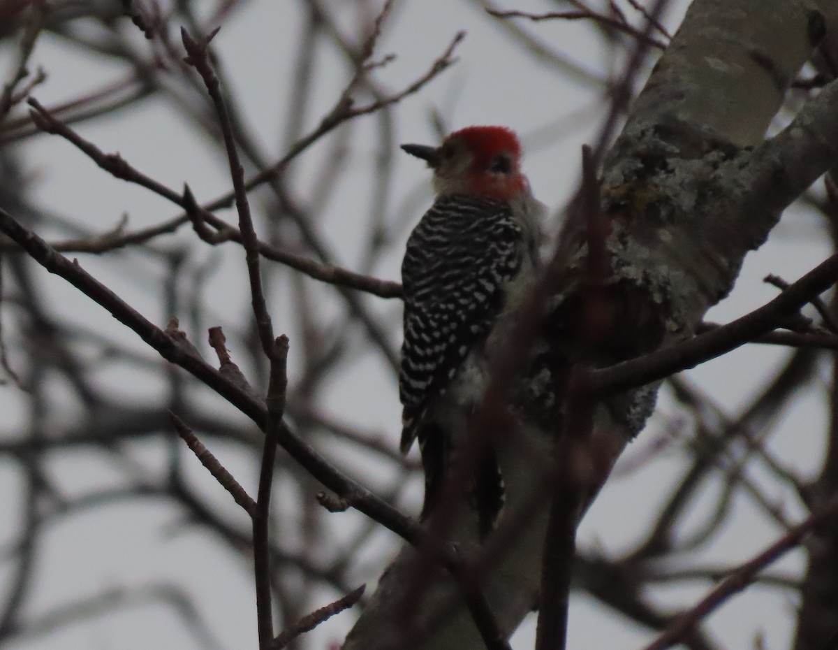 Red-bellied Woodpecker - ML279290141