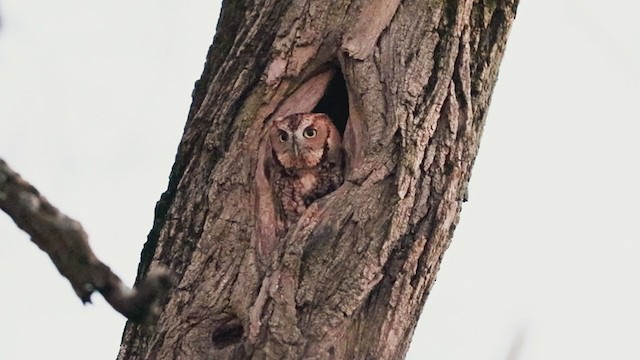 Eastern Screech-Owl - ML279292161