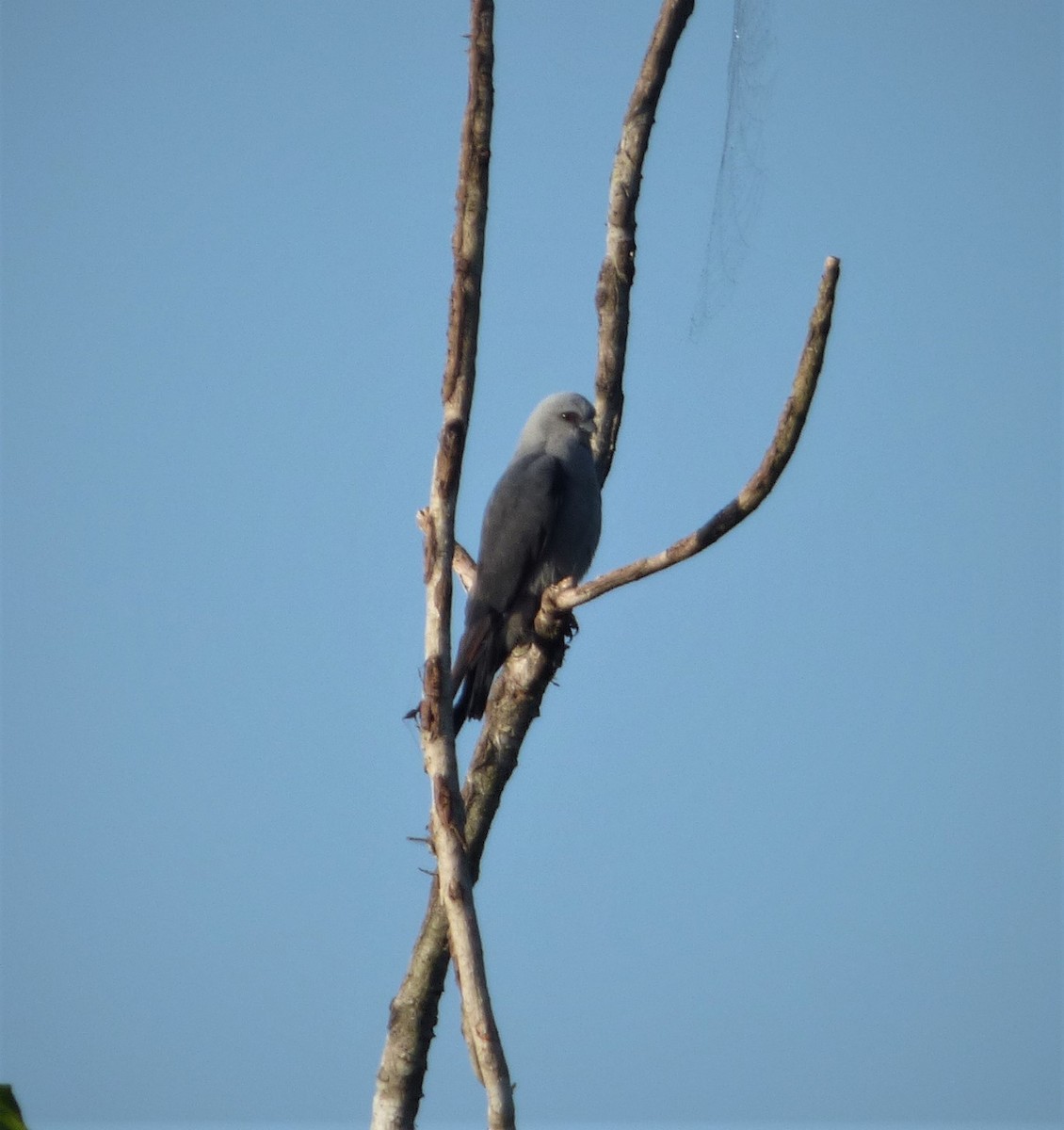 Plumbeous Kite - ML279293221