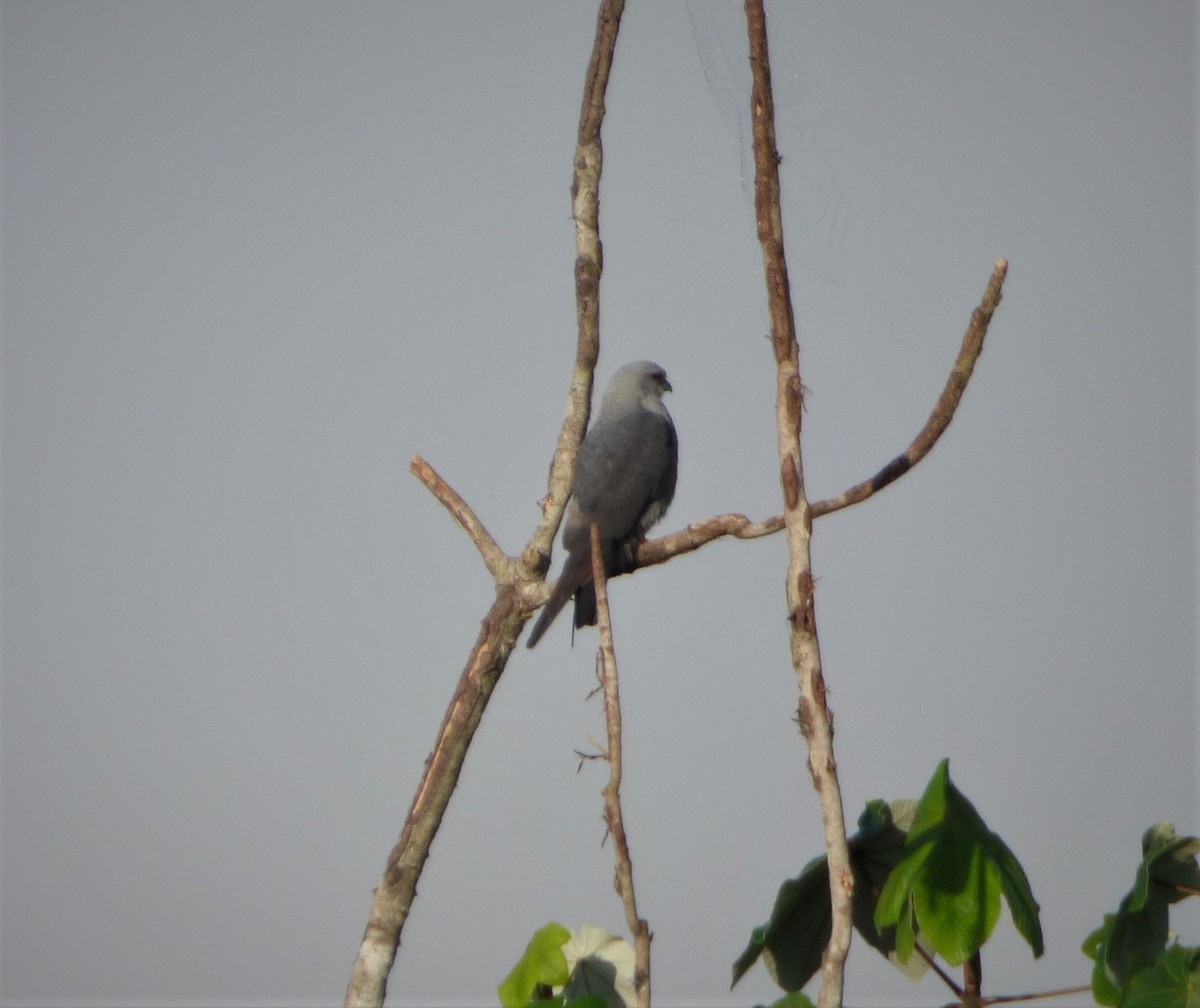 Plumbeous Kite - ML279293241