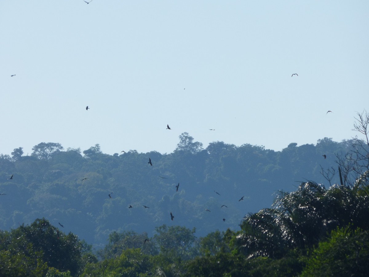 Plumbeous Kite - Bill Crins