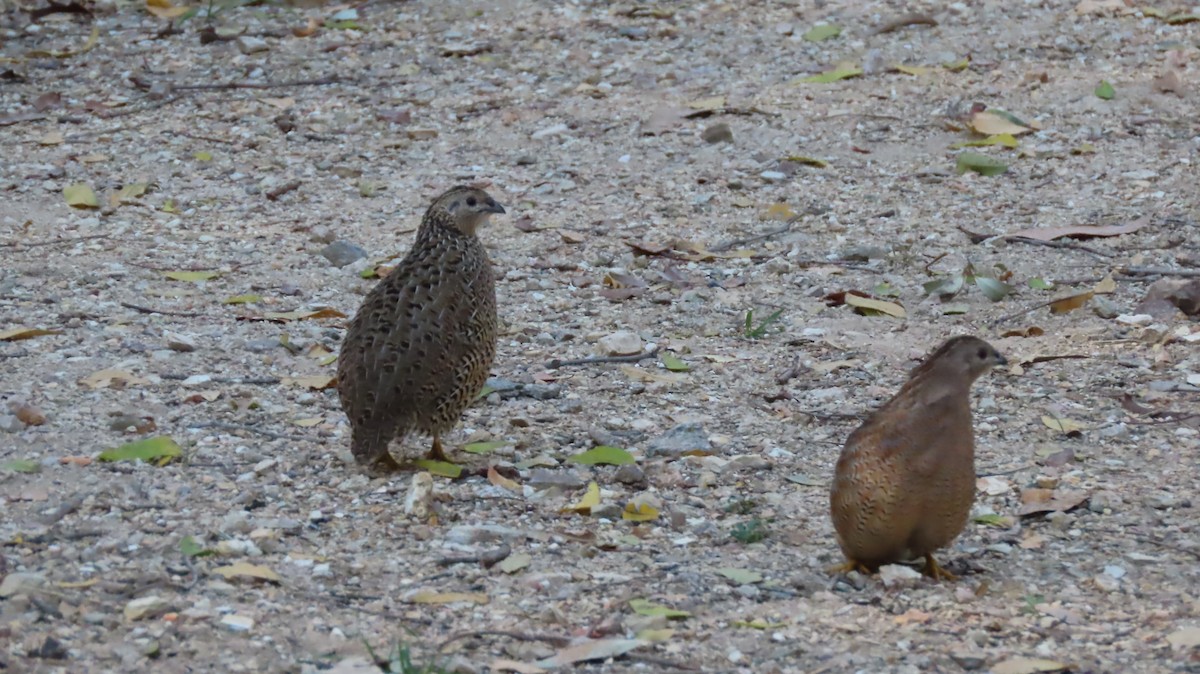 Brown Quail - ML279293431