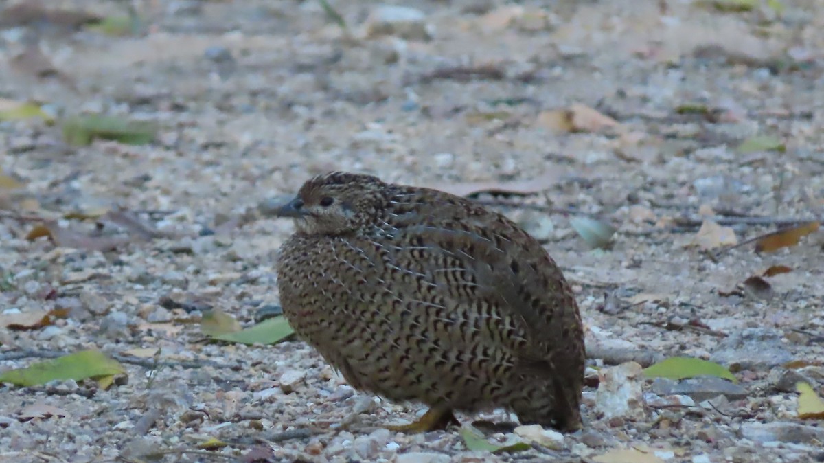 Brown Quail - ML279293461
