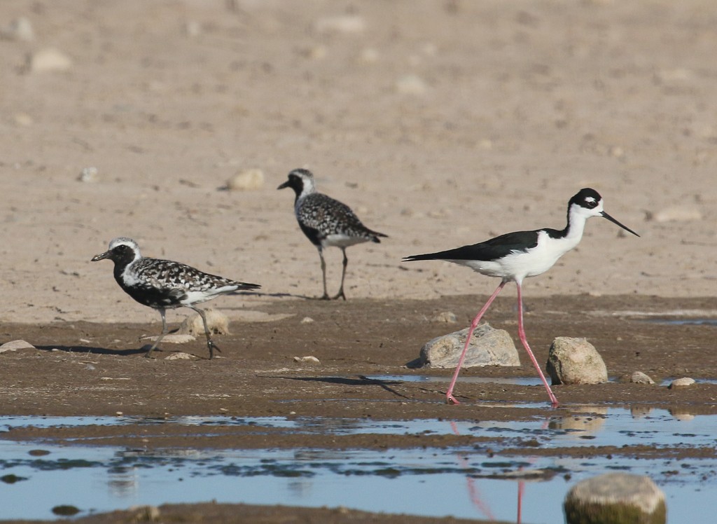 Black-bellied Plover - Moe Bertrand