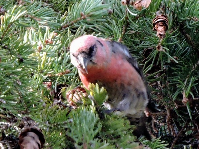 White-winged Crossbill - Melody Walsh