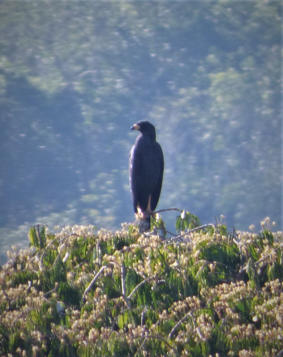 Great Black Hawk - ML279295361