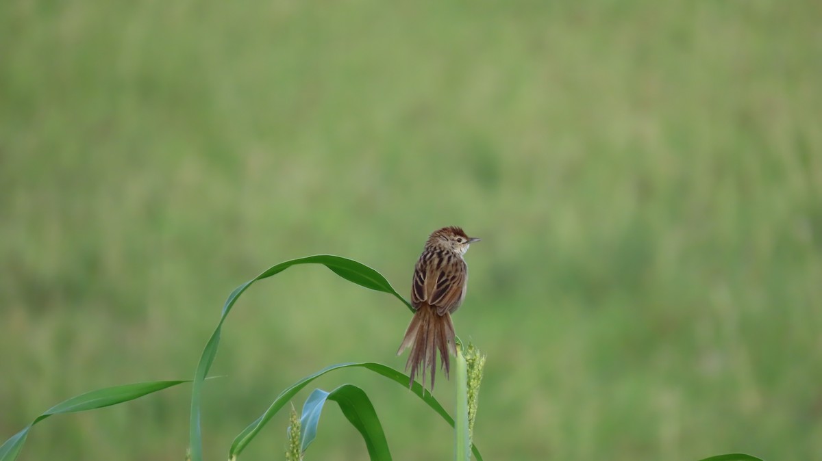 Tawny Grassbird - ML279296371