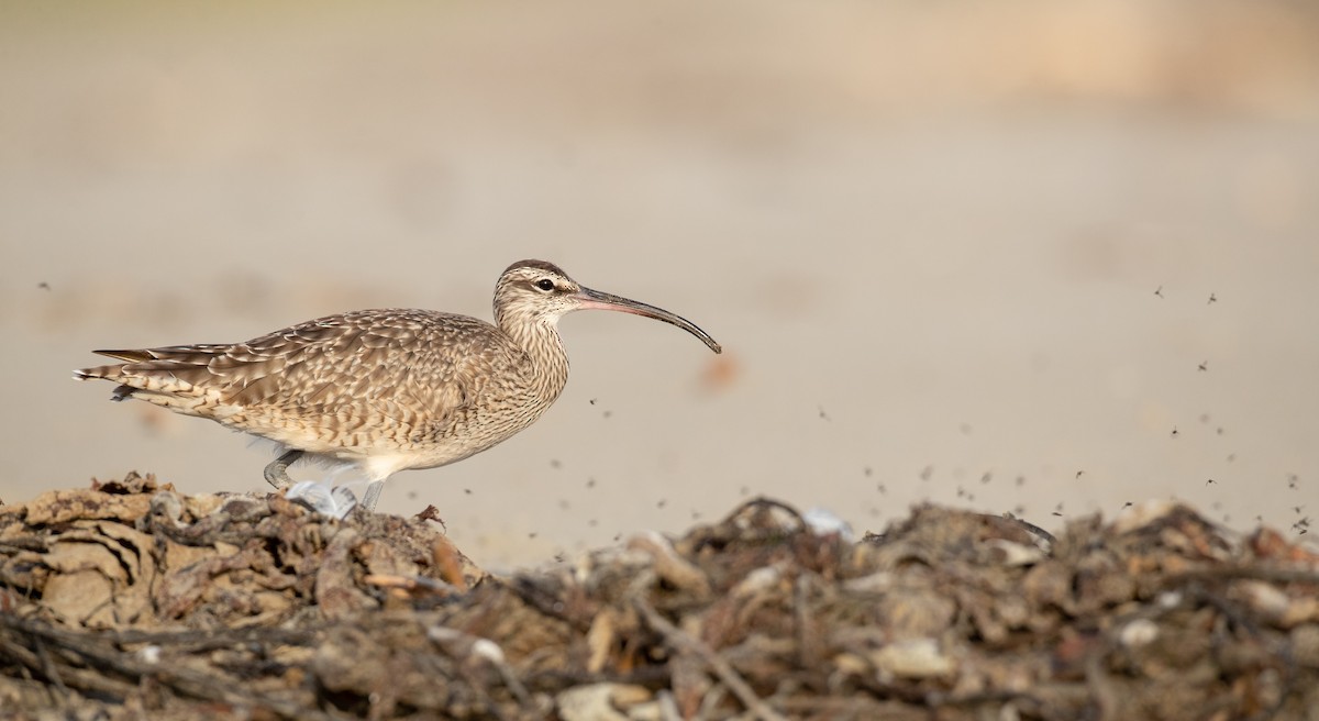 Whimbrel - Ian Davies