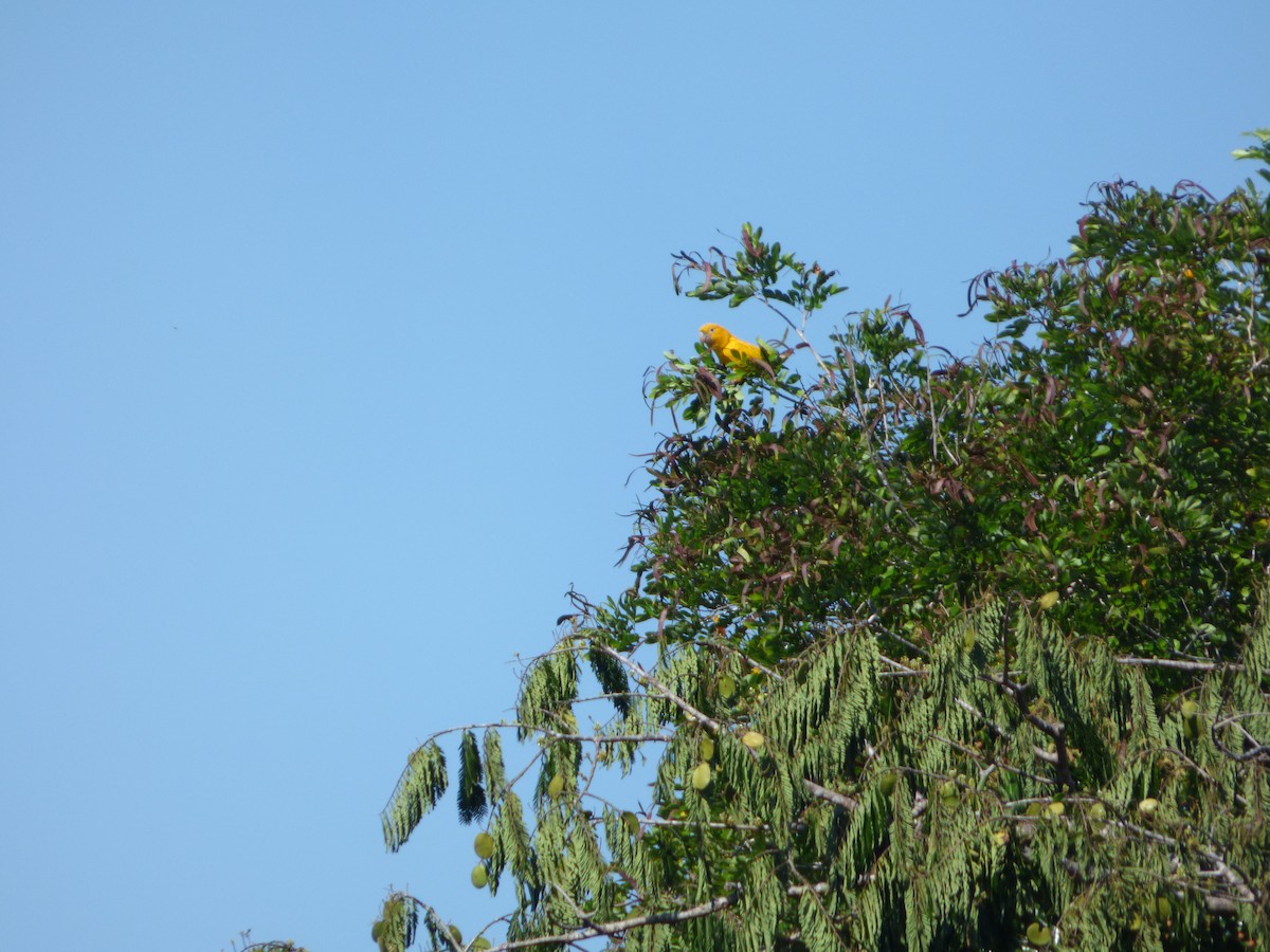 Aratinga Guaruba - ML279296921