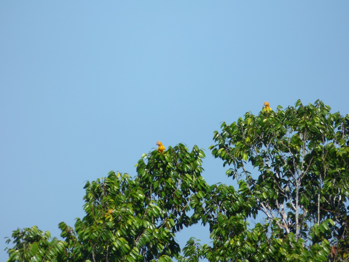 Aratinga Guaruba - ML279296931