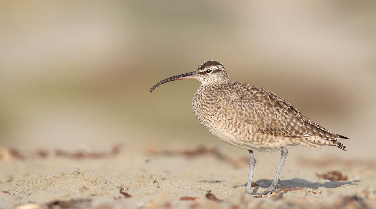 Whimbrel - Ian Davies