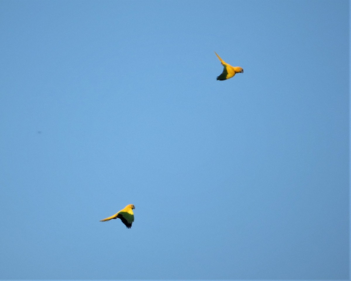 Golden Parakeet - Bill Crins