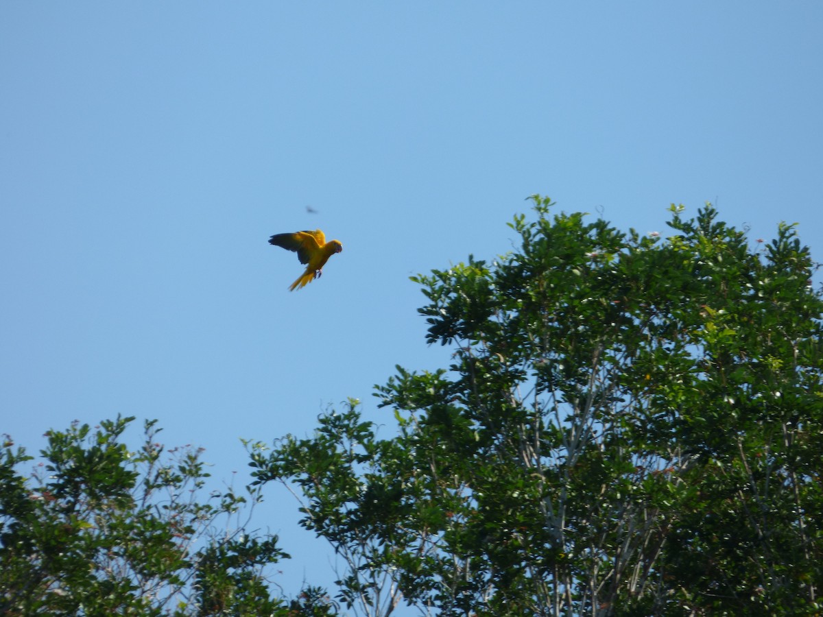 Aratinga Guaruba - ML279297271