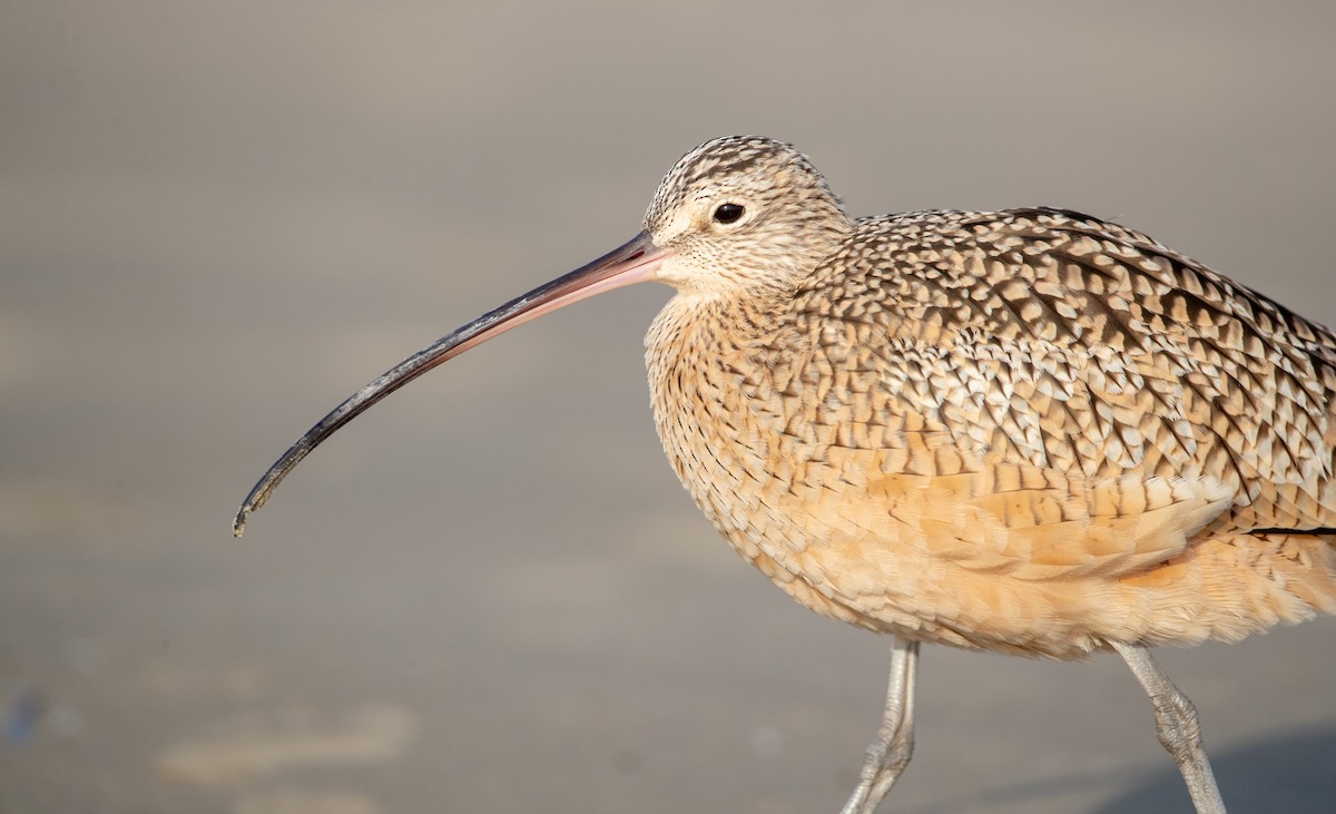 Long-billed Curlew - Ian Davies