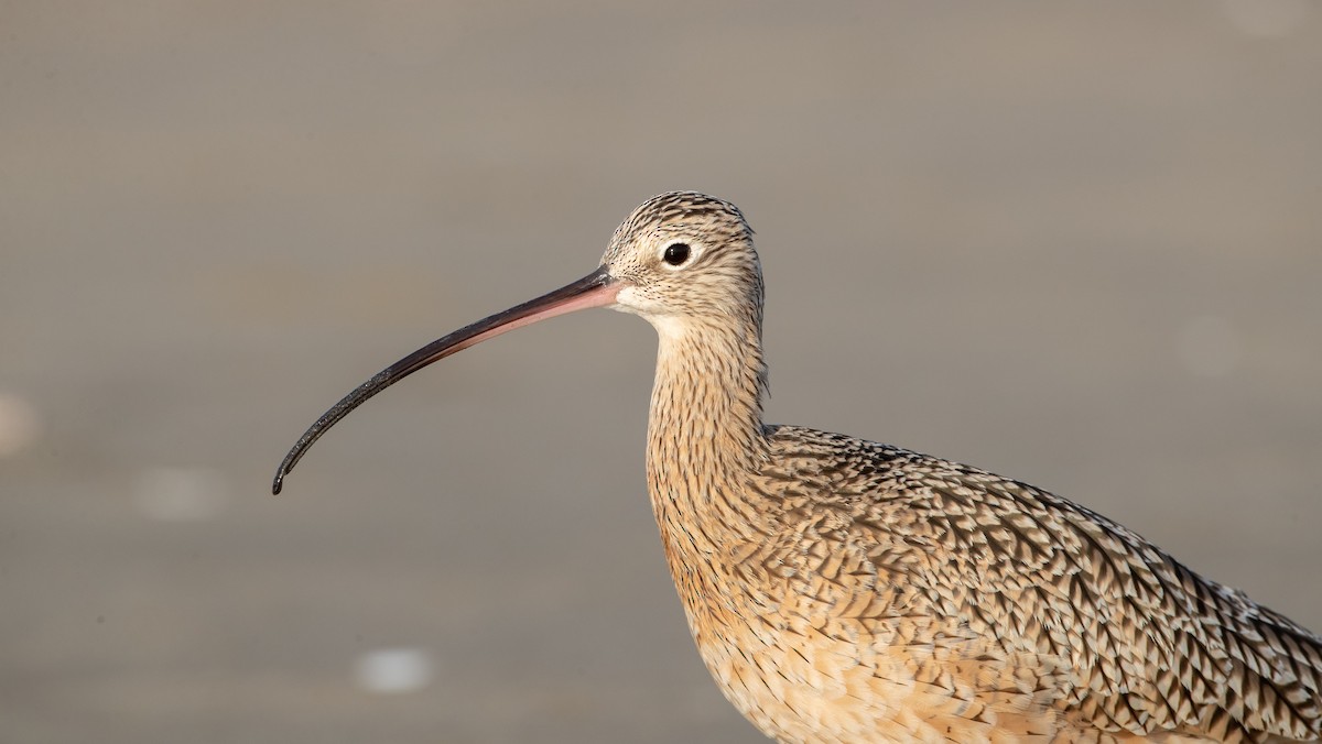 Long-billed Curlew - Ian Davies