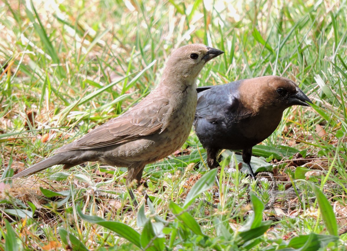 Brown-headed Cowbird - S. K.  Jones