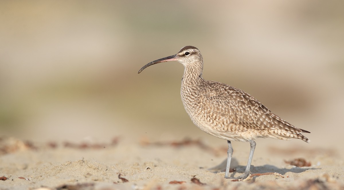 Whimbrel - ML279299191