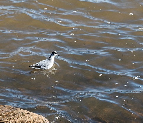 Red Phalarope - Mike Yough