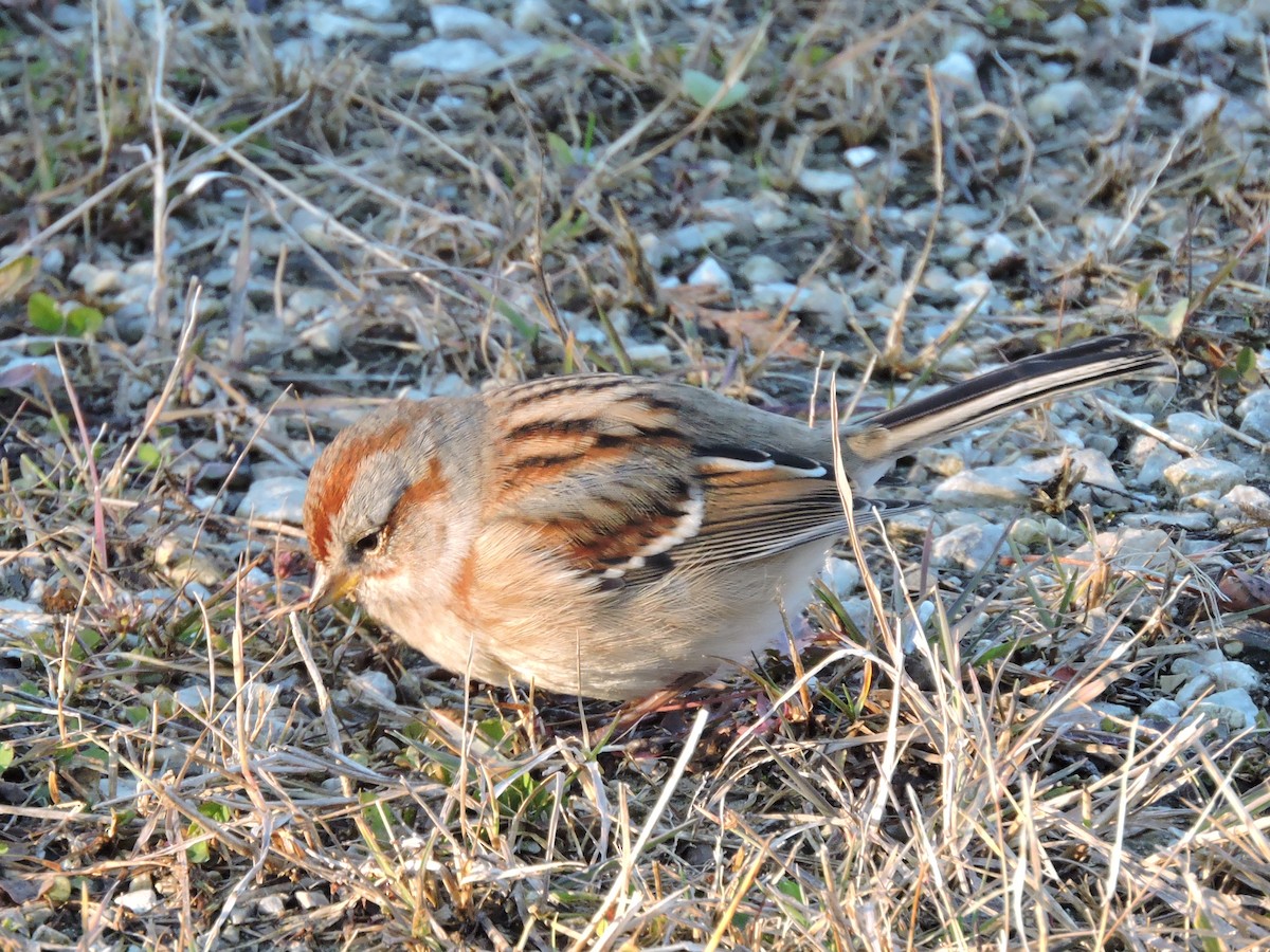 American Tree Sparrow - Melody Walsh