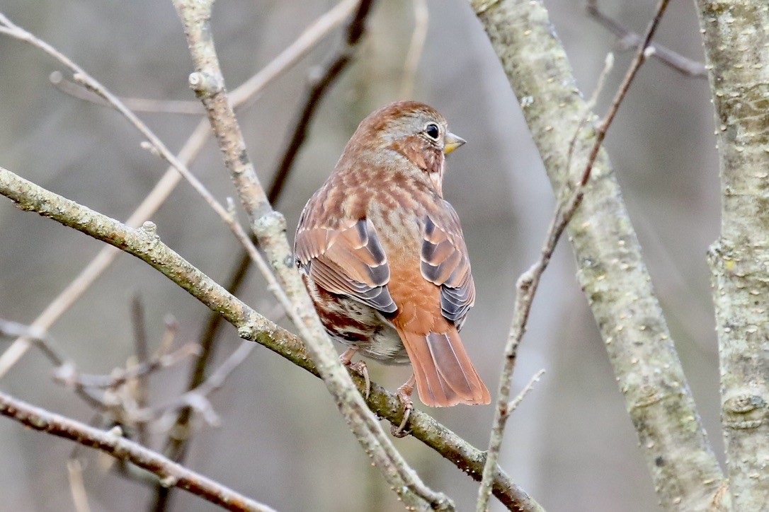 Fox Sparrow - ML279300701