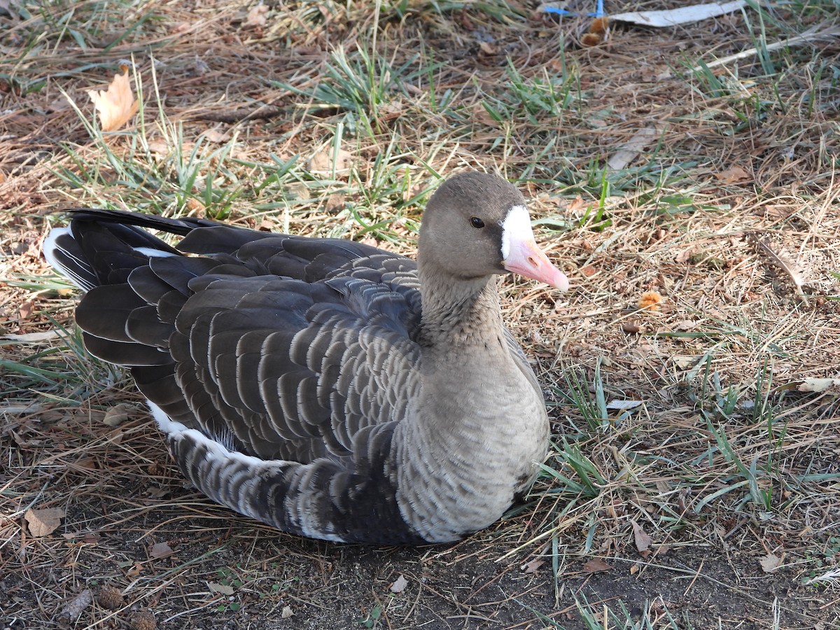 Greater White-fronted Goose - ML279300751