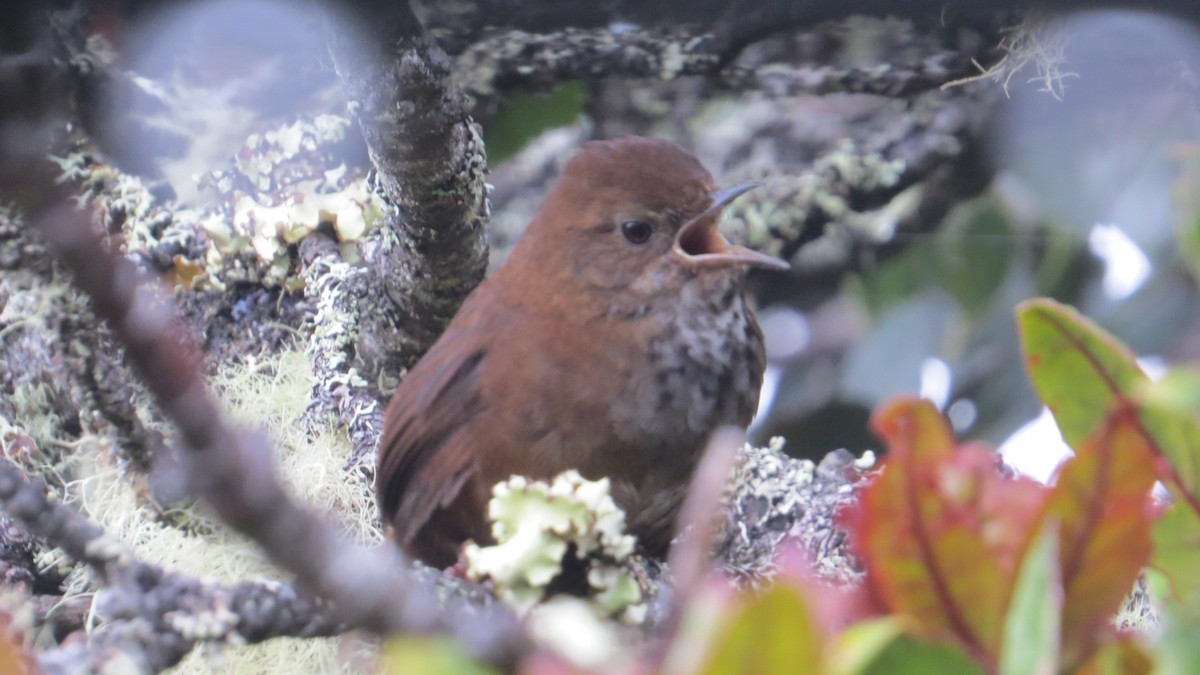 Friendly Bush Warbler - Edward Allen