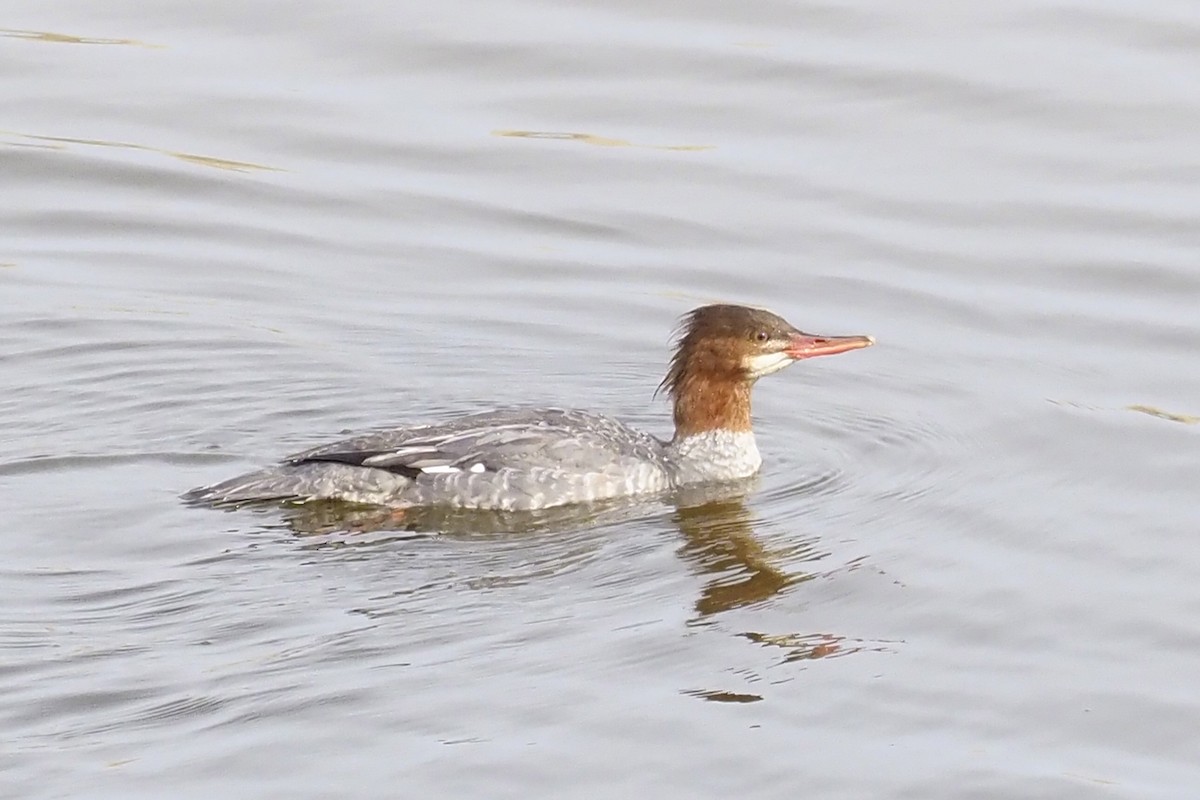 Common Merganser - ML279302281