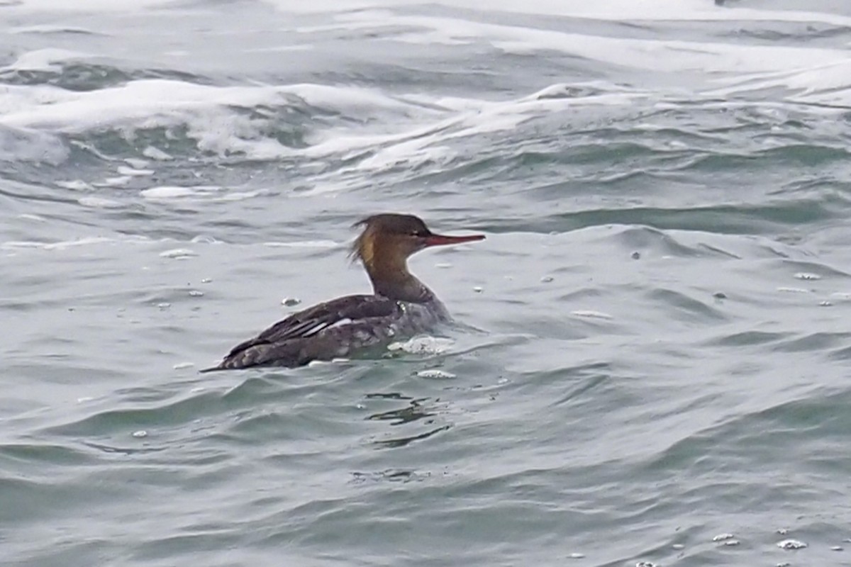 Red-breasted Merganser - ML279302341