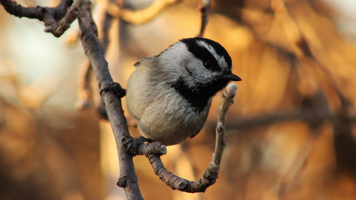 Mountain Chickadee - Christopher Frick