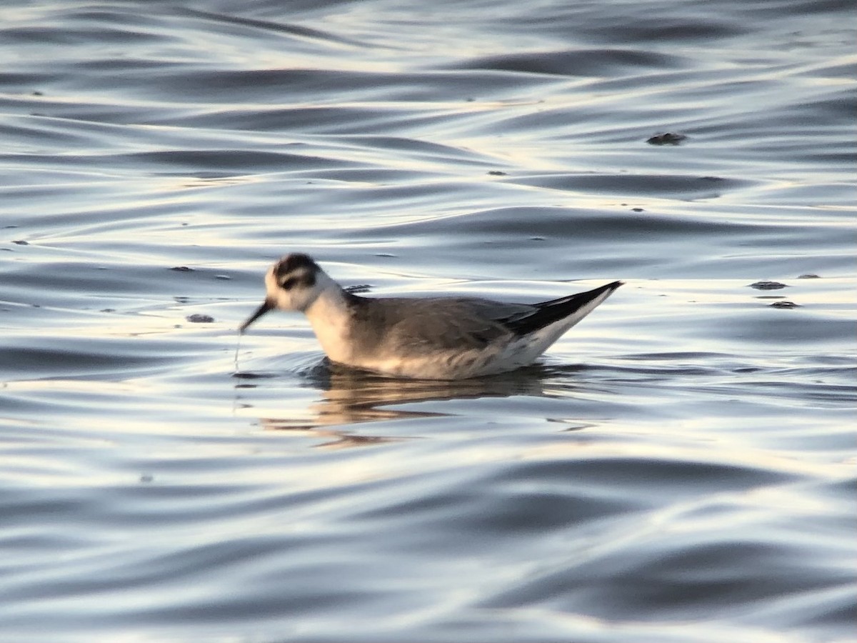 Red Phalarope - Zach Poland