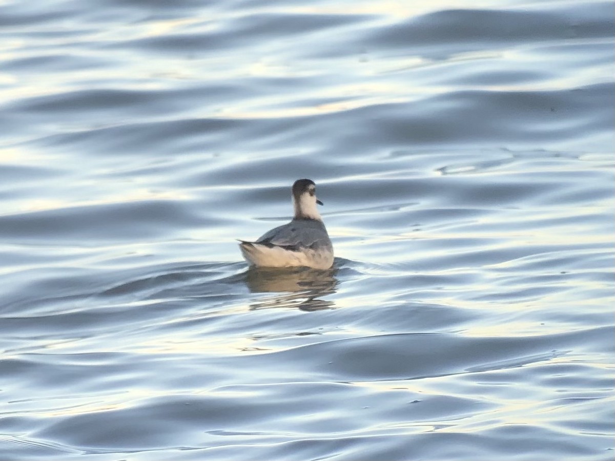 Phalarope à bec large - ML279302921