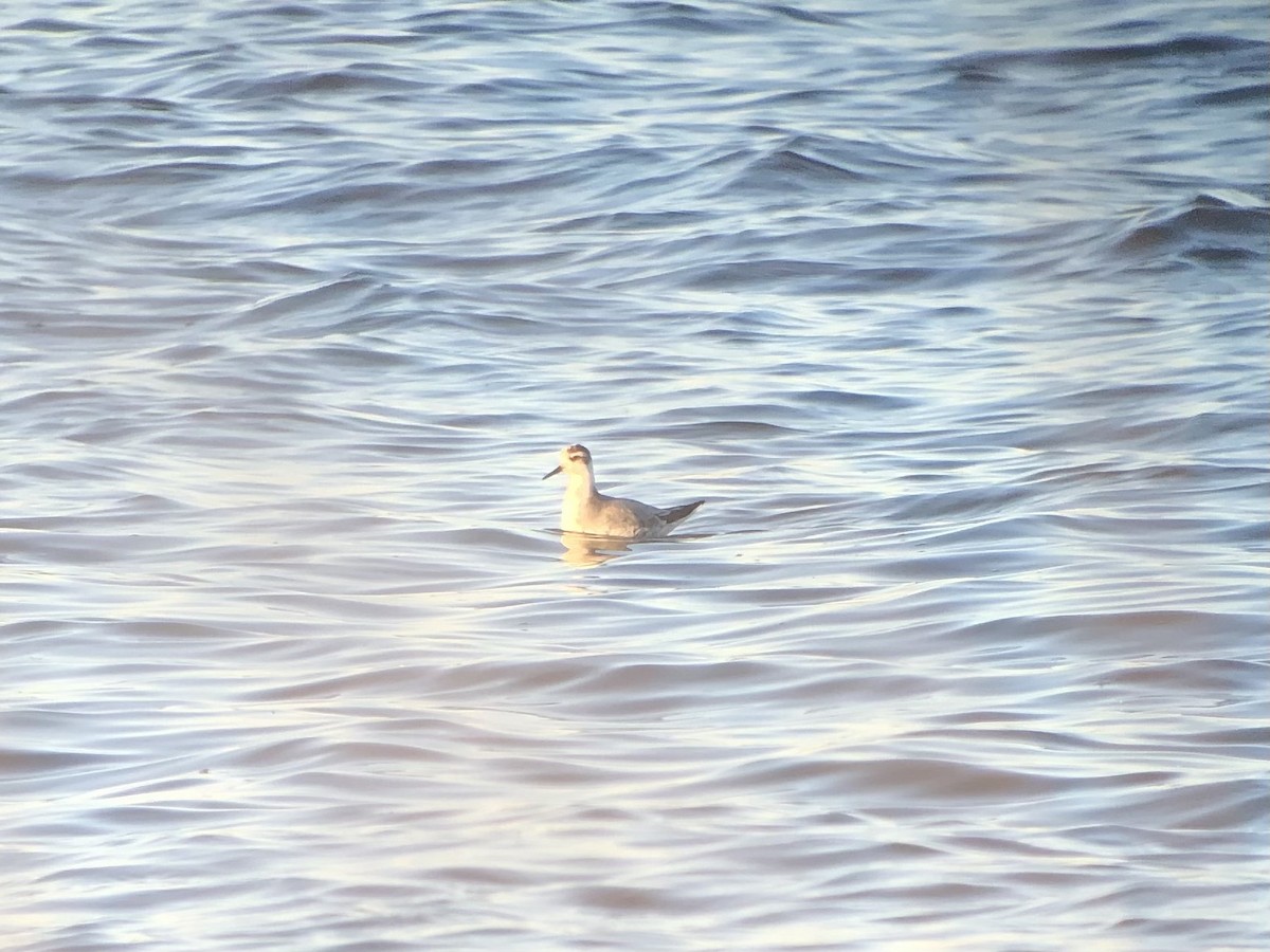 Red Phalarope - Zach Poland