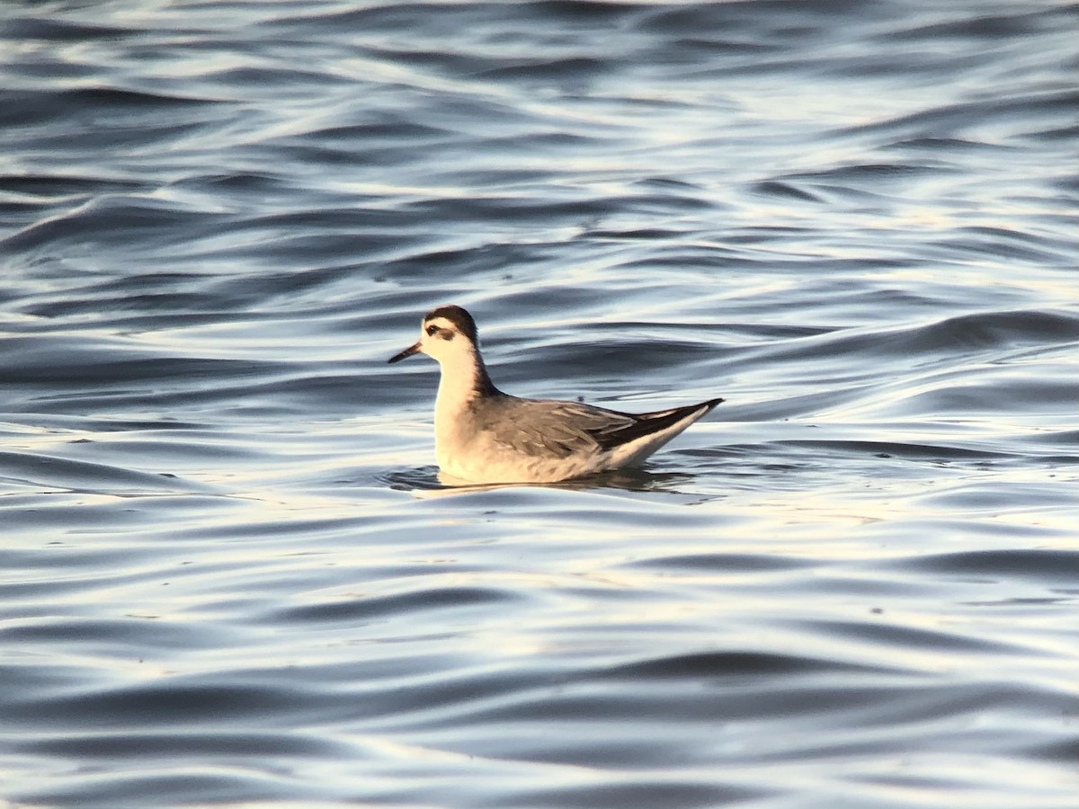 Phalarope à bec large - ML279302941