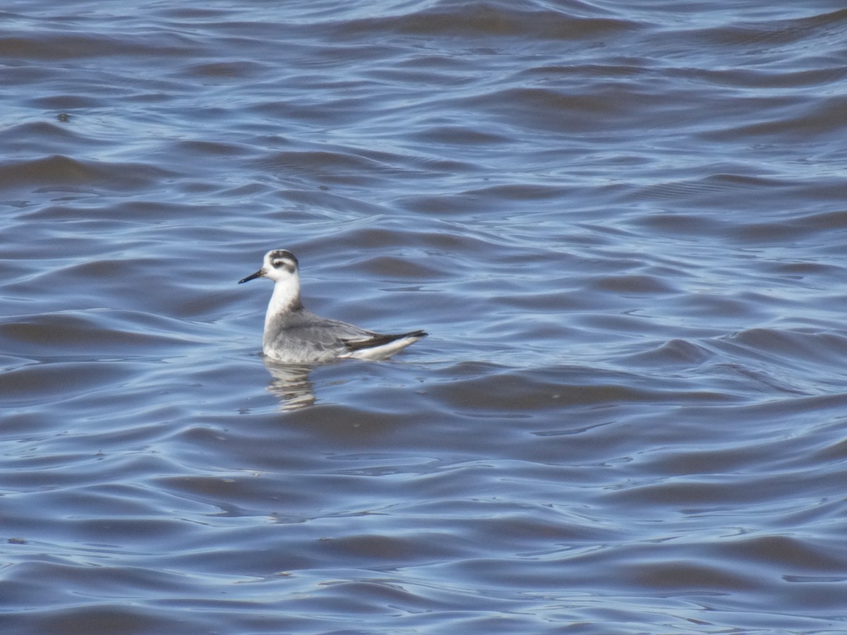 Phalarope à bec large - ML279303301