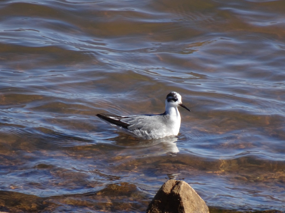 Red Phalarope - Scott Loss