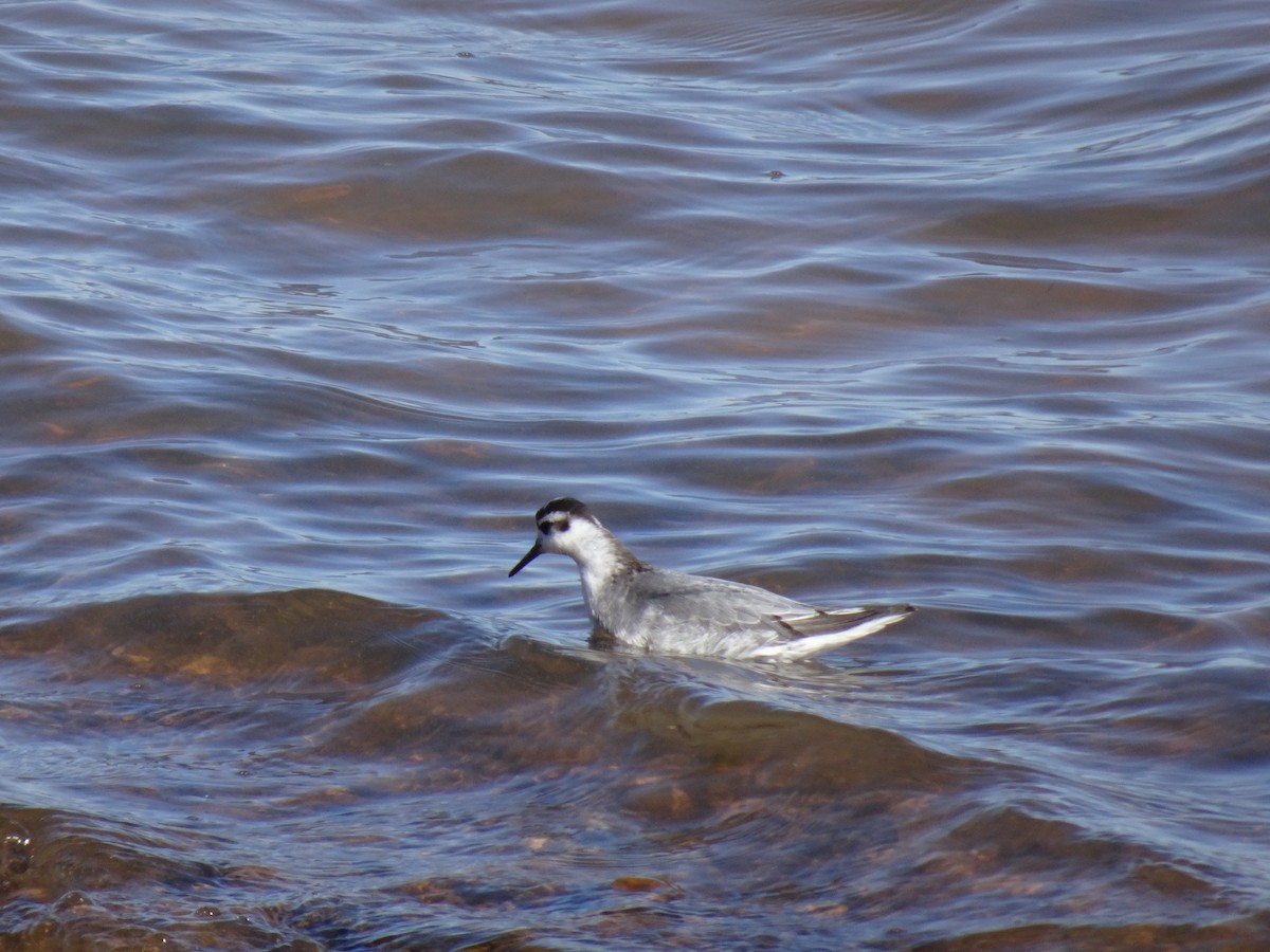 Red Phalarope - Scott Loss