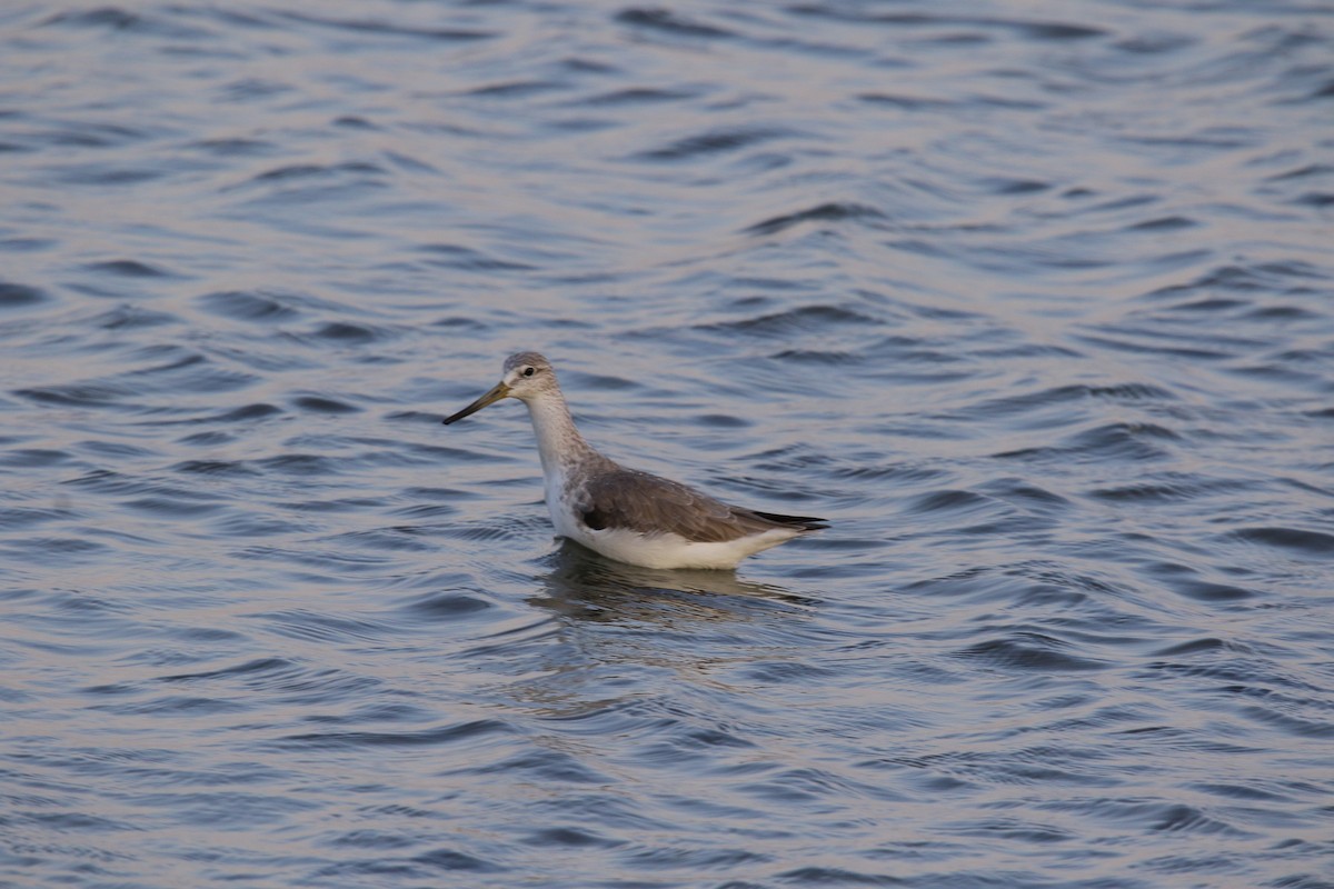 Nordmann's Greenshank - 鎮誼 郭