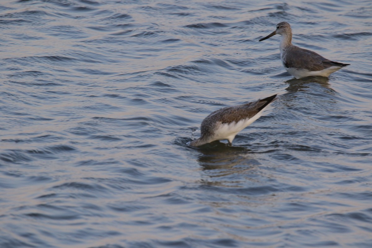 Nordmann's Greenshank - ML279303601