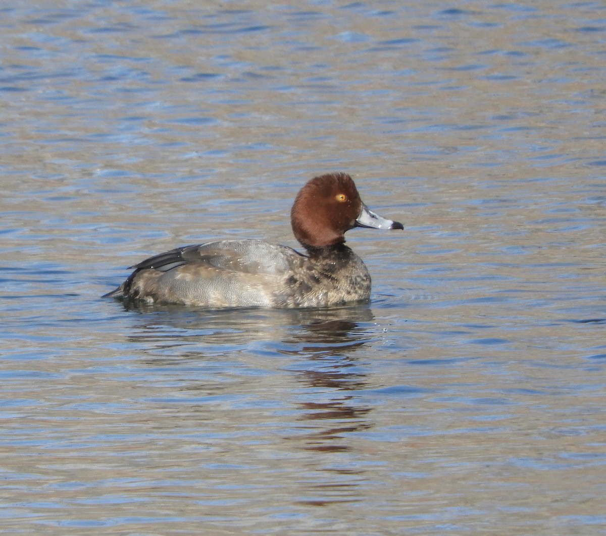 Redhead - ML279304481