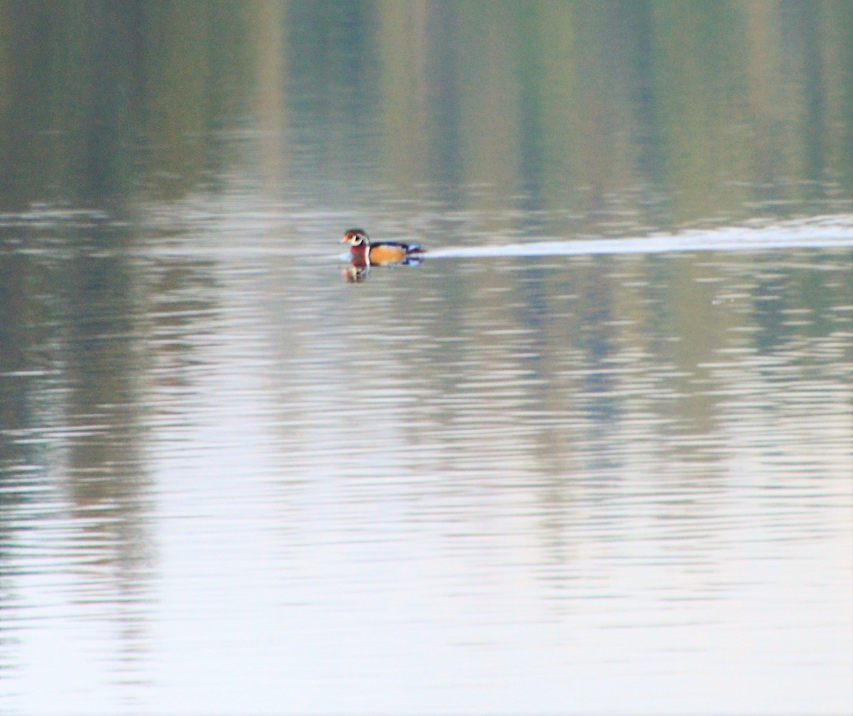 Wood Duck - ML279304931