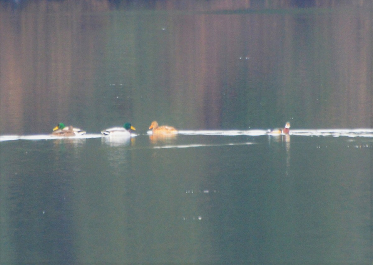 Wood Duck - ML279305051