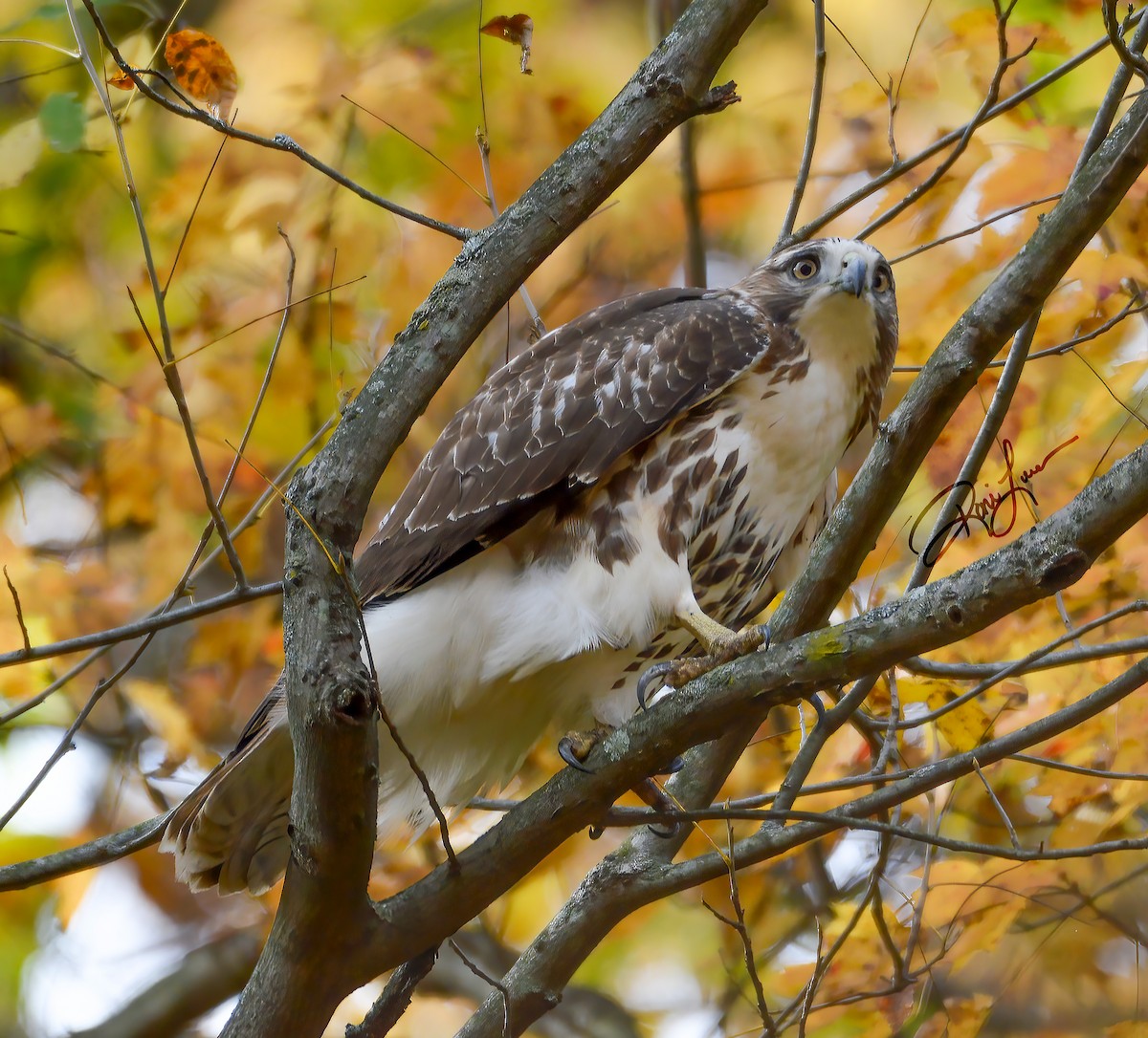 Red-tailed Hawk - ML279307481